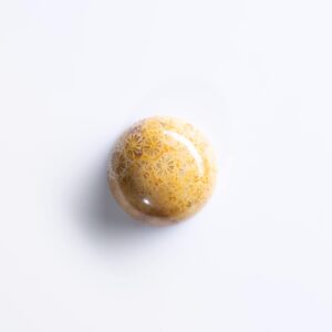 Corallite