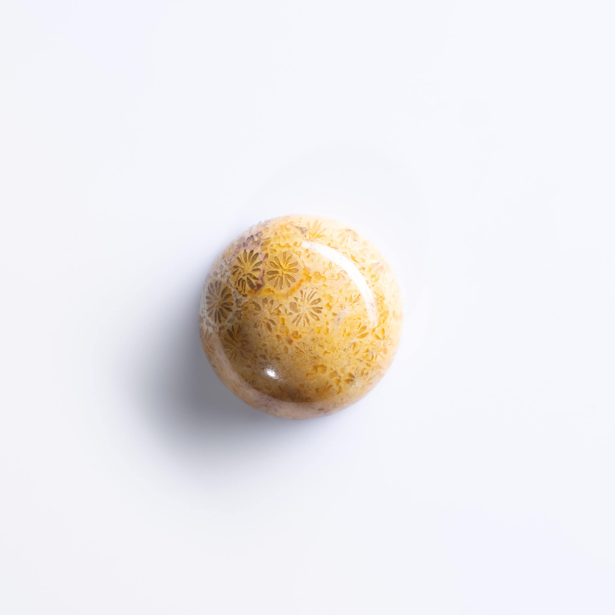 Corallite