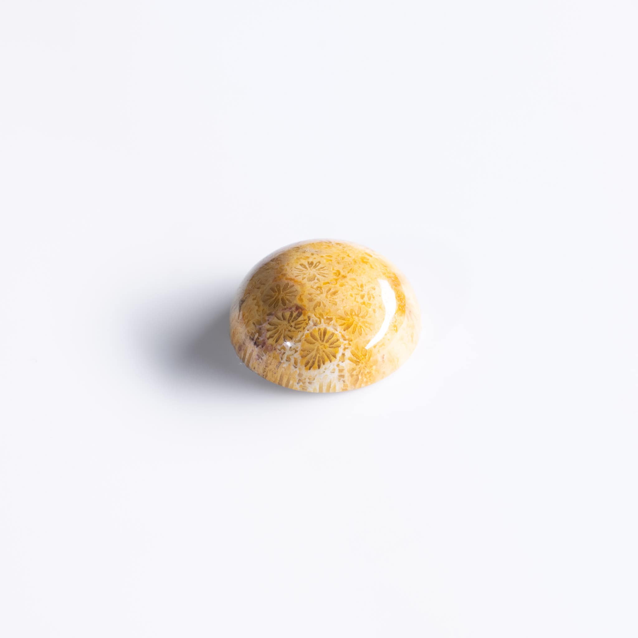 Corallite - immagine 2