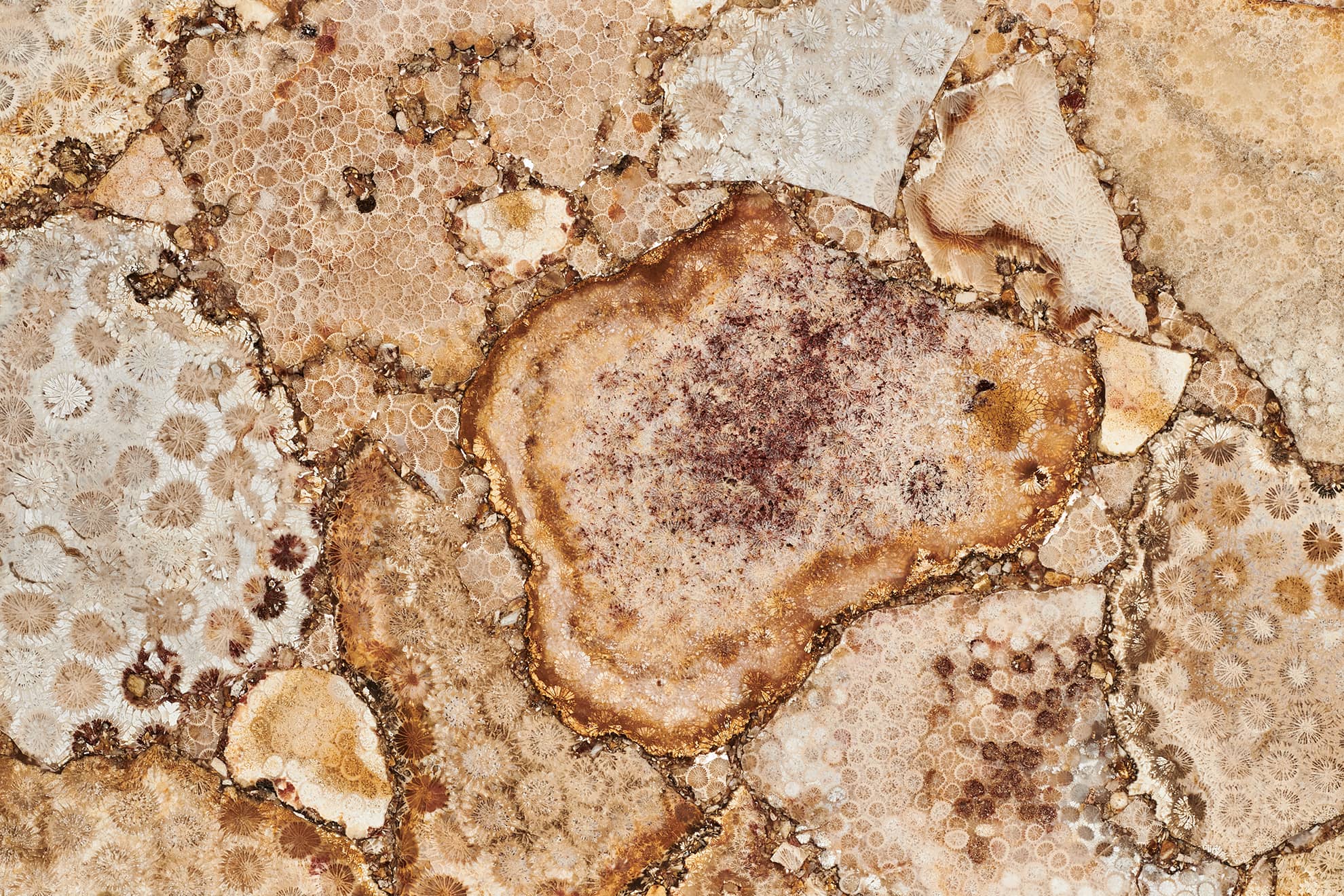 Corallite